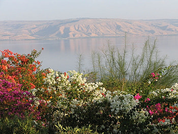 inneret lake Israel, beautiful, flowers, mountain HD wallpaper
