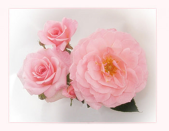 Poetry in pink, pink, flowers HD wallpaper