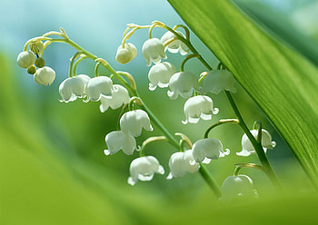 Springtime spectacular, Nature's blooming wonders, Macro graphy, Captivating Lily of the Valley HD wallpaper
