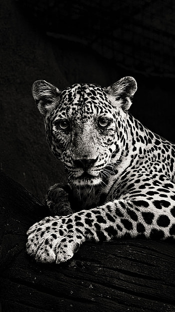 Black And White, Leopard HD phone wallpaper