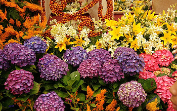 Flowers, Lilies, Greens, Hydrangea, Variety, Diversity HD wallpaper