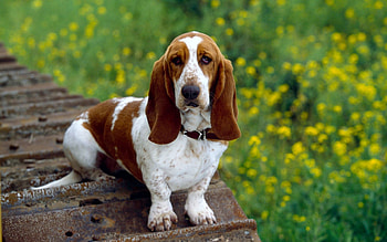 Animals, Dogs HD wallpaper