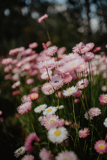 Flowers, Pink, Macro, Bloom, Flowering HD phone wallpaper