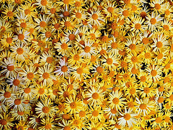 Flowers, Camomile, Lot HD wallpaper