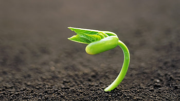 Get the latest sprout, earth, grass news, and videos and learn all about sprout, earth, grass from 4u.org, your news source. HD wallpaper