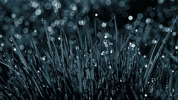 Nature, Grass, Drops, Macro, Dew, Black And White HD wallpaper
