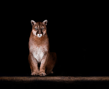 Mountain lion, Fearless intruder, Unprecedented event, Wildlife encounter HD wallpaper