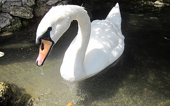 Animals, Water, Bird, Beak, To Swim, Swim, Swan HD wallpaper