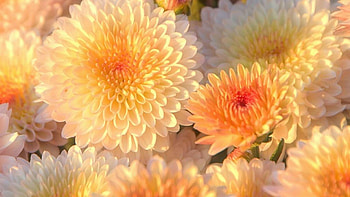 Chrysanthemum, collection, Beautiful floral , Nature's charm HD wallpaper