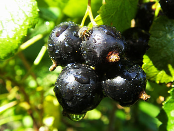 Plants, Berries HD wallpaper