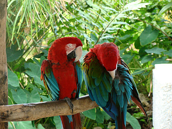 Pretty birds, leaves, red, branches, trees, greenery, beautiful birds HD wallpaper