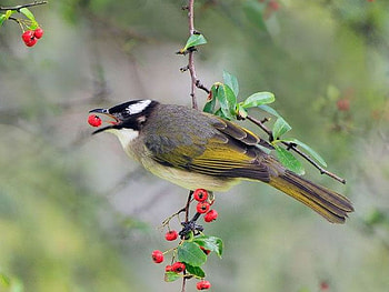 Beautiful Bird, cool, beautiful, bird HD wallpaper