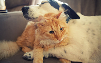 Animals, Cats, Dogs HD wallpaper