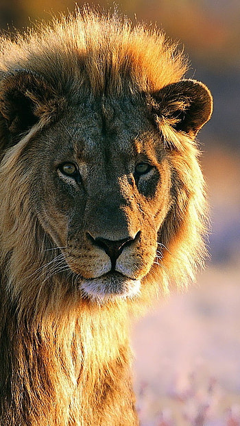 Lion , Animal, African Lion HD phone wallpaper