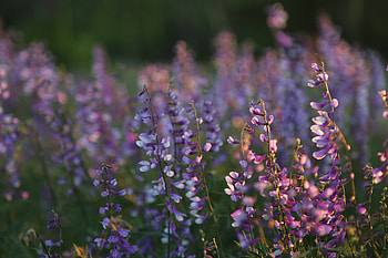Portrait, wild flowers, blur, meadow HD wallpaper
