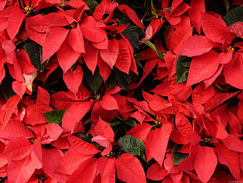 Poinsettia, Vibrant red petals, Festive beauty, Holiday elegance HD wallpaper