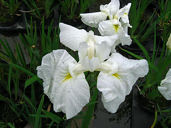Swans, weeds, white, stem, flower HD wallpaper