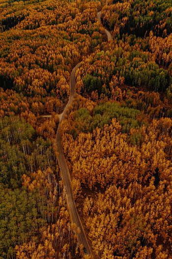 Nature, Autumn, View From Above, Road, Forest, Car, Machine HD phone wallpaper