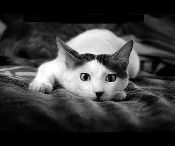 i'm so tired, kitten, kiity, animals, cat, funny, nice HD wallpaper