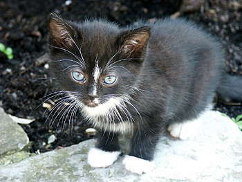 Kitten, cats, kitties HD wallpaper