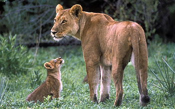 Animals, Lions HD wallpaper