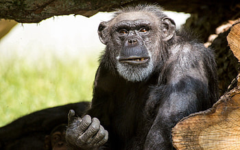 Animals, Muzzle, Color, Monkey HD wallpaper