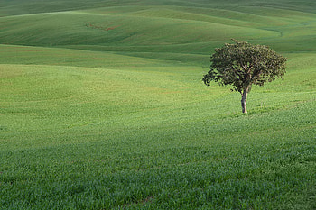 Landscape, Nature, Grass, Wood, Tree, Field, Hills HD wallpaper