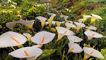 Calla Lily, Beautiful , Elegant blooms, Nature's jewel HD wallpaper