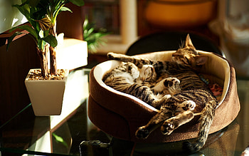 Animals, Cats, Couple, Pair, To Lie Down, Lie, Dream, Sleep, Kittens HD wallpaper