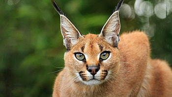 Close-up, Caracal HD wallpaper