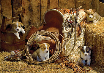 Lovely Corgis, Aimal, cute, Dog, Corgi HD wallpaper