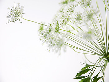Plants, Flowers HD wallpaper