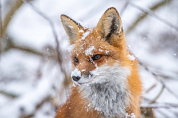 red fox, Animal, fox HD wallpaper