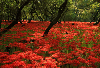 Red Carpet, carpet, field, green, red, trees, beautiful, flowers HD wallpaper