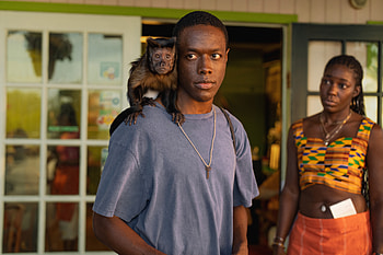 Bad Monkey: for the TV Show HD wallpaper