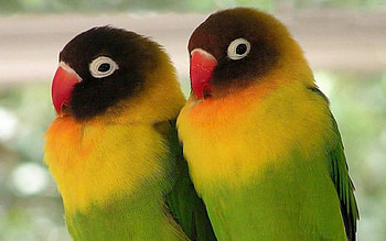 Birds, two, colors, beautiful HD wallpaper