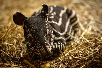 Baby tapir, Zoo Antwerp, Tapir born, Adorable HD wallpaper