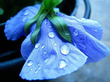 dew, blue, drops, sad, flower HD wallpaper