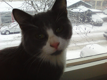Cat by the window, winter, sweet, cats, cute HD wallpaper