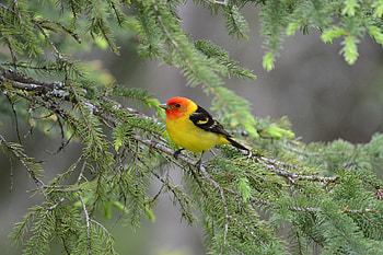 Animals, Needle, Feather, Bright, Bird, Branch, Piranga HD wallpaper