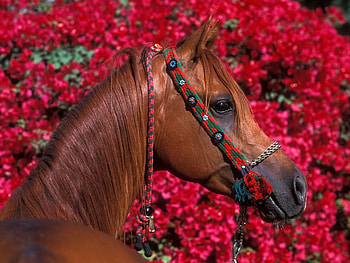 Animals, Horses HD wallpaper