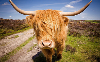 Highland cattle, Cow , Impressive background, Natural scene HD wallpaper