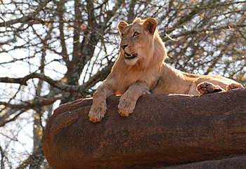 Animals, Rock, Branch, Lion, Big Cat HD wallpaper