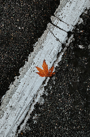 Miscellanea, Miscellaneous, Road, Markup, Asphalt, Sheet, Leaf, Maple HD phone wallpaper
