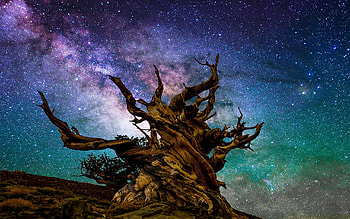 Milky Way over the Bristlecone Pine, California, night, light, sky, stars, usa HD wallpaper