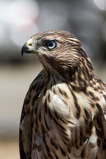 Animals, Feather, Bird, Beak, Hawk HD phone wallpaper