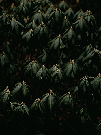 Nature, Leaves, Plant, Close-Up HD phone wallpaper