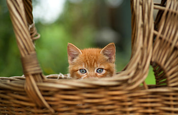 kitten, Animal, cat HD wallpaper