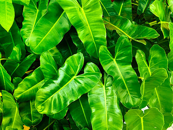 Green leaves, spring HD wallpaper