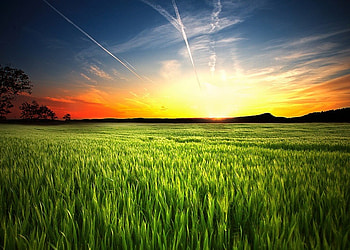 Field Sunset, plants, awesome, lightness, pc, , colors, nice, sunbeam, background, fog, bright, trees, fullscreen, filds, sunshine, white, hills, sunsets, sundown, landscape, multicolor, leaves, light, green, view, nature, leaf, trunks, grove, blue, colorful, natural, sunlight, graphy, , colours, high dinamic range, beauty, amazing, , sun, smoky, sunrises, r, beautiful, orange, , multi-coloured, pink, sunrays, wood, red, hop, yellow, branches, cool, brightness, clouds, sky HD wallpaper